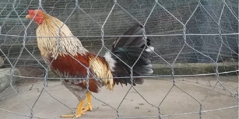 Cách nuôi gà đá mau sung về yếu tố cốt lõi