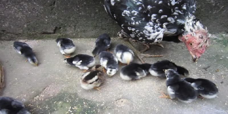 Cách chăm sóc gà chọi con trong chọn giống tốt