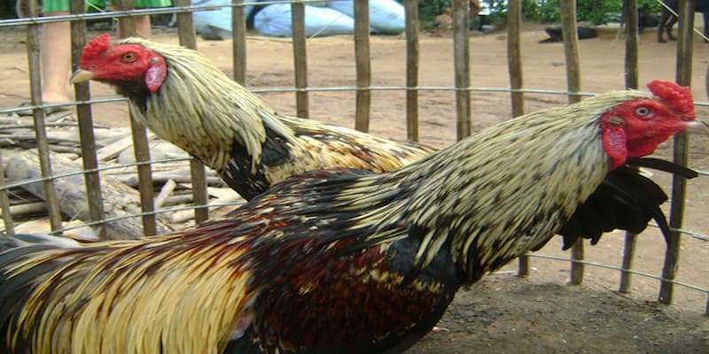 Gà cao lãnh Đồng Tháp về nguồn gốc