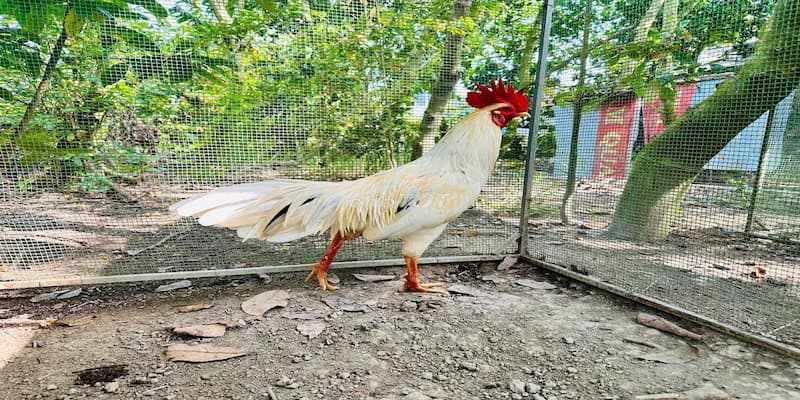 Gà cao lãnh Đồng Tháp vì sao được săn lùng?