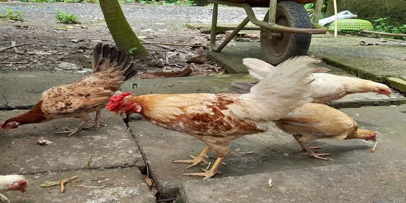 Gà cao lãnh Đồng Tháp trên thị trường và giá trị thực tế