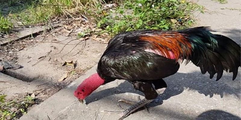 Gà chân chì tốt hay xấu về bản chất