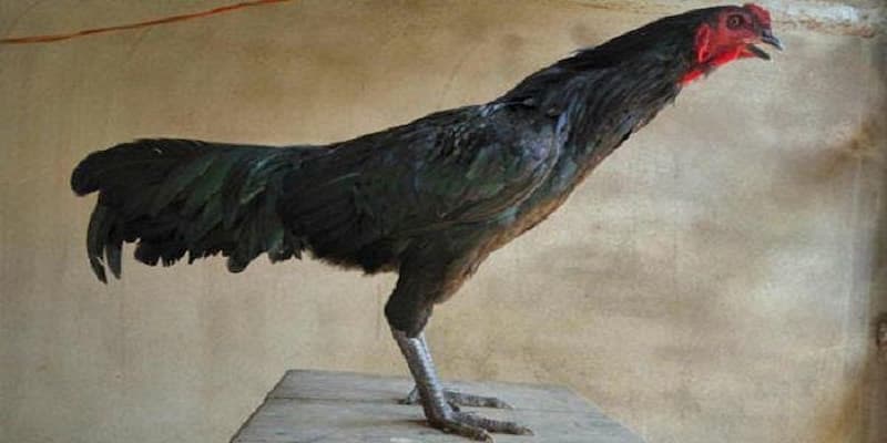 Gà chân chì tốt hay xấu về những hiểu lầm