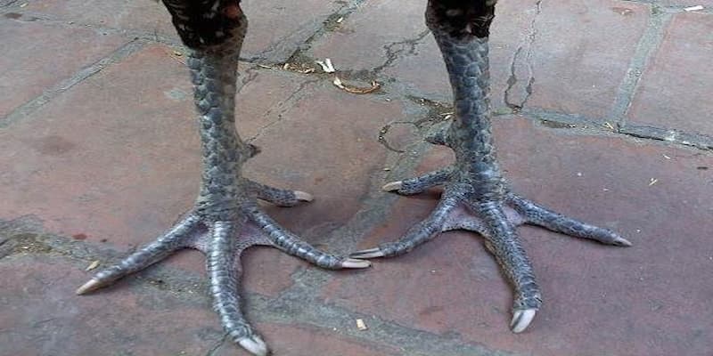 Gà chân chì tốt hay xấu với các phân tích chuyên sâu