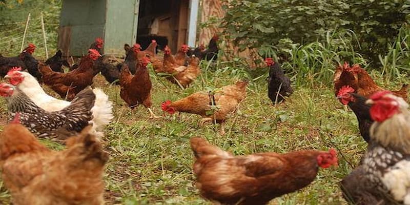 Kỹ thuật nuôi gà thả vườn với ưu điểm nổi trội