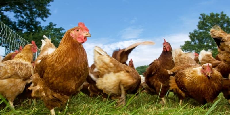 Kỹ thuật nuôi gà thả vườn về cách chọn giống