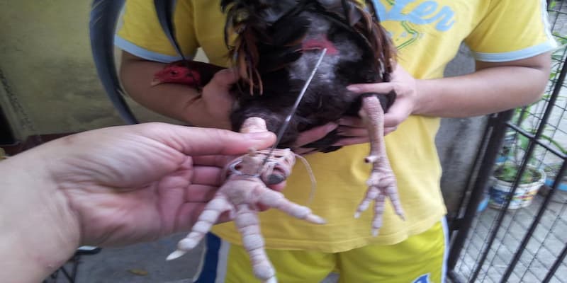 Cách lên cựa gà tre về tìm hiểu đúng