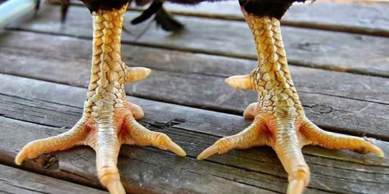 Cách lên cựa gà tre về mẹo tăng hiệu quả