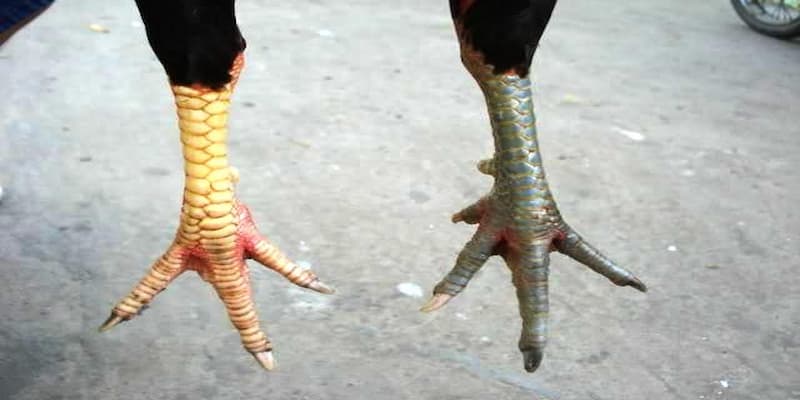 Tại sao cần biết cách xem chân gà chọi trước khi thi đấu