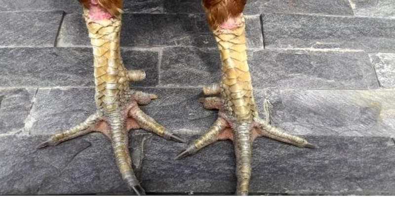 Cách xem chân gà chọi về những lưu ý