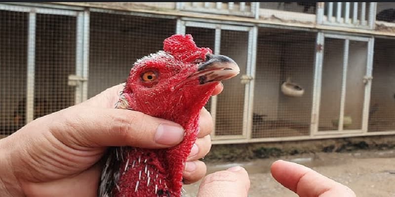 Gà bị kén mép là gì?