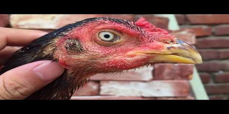 Cách phòng tránh gà bị kén mép từ góc nhìn chuyên sâu